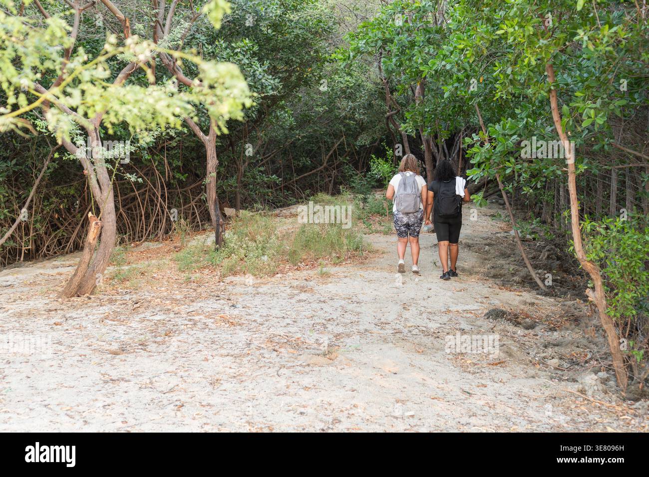 Companions explore a tranquil forest trail, embraced by the quietude of nature. Stock Photo