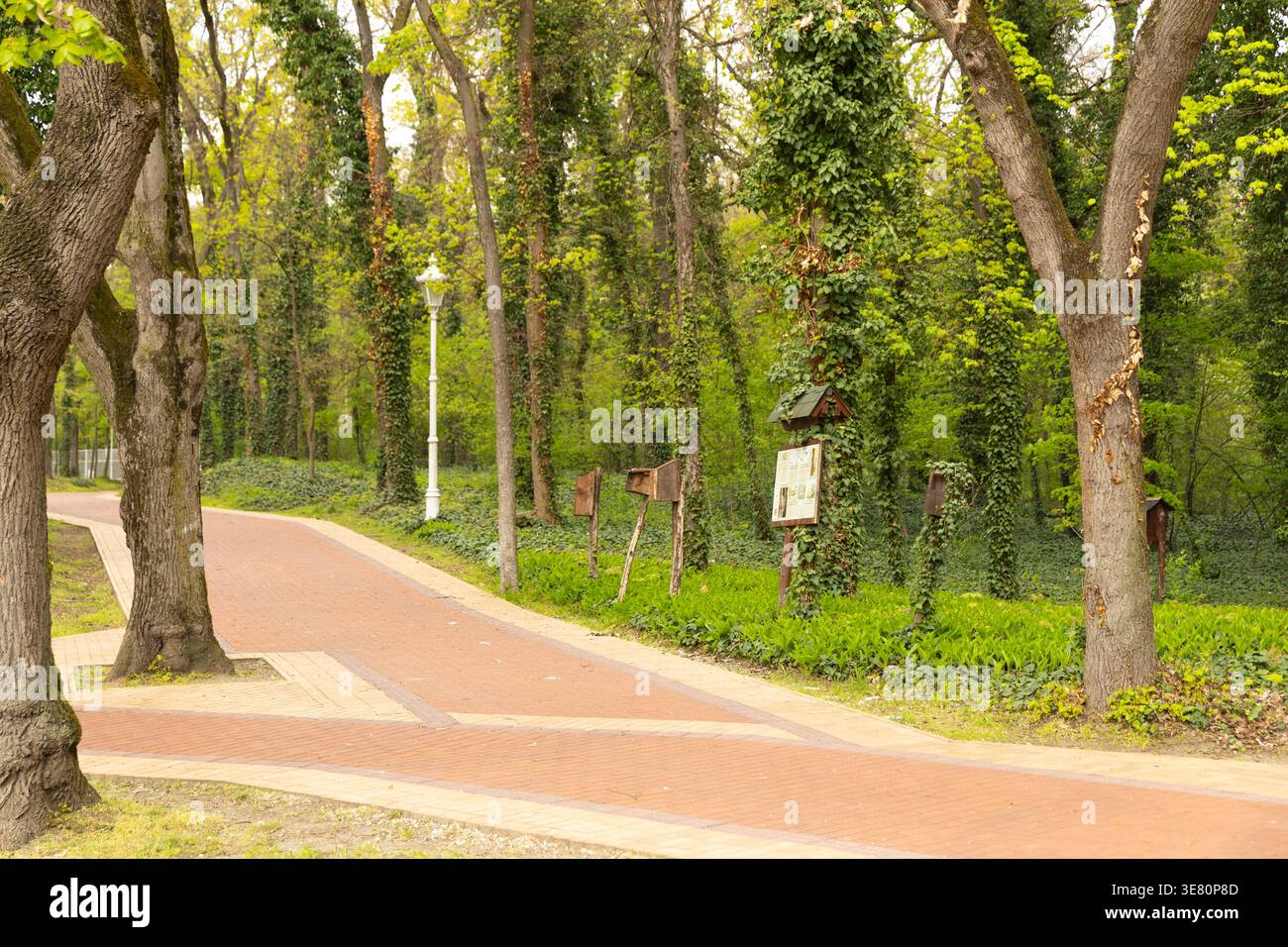 Curving Brick Path Through Lush Green Forest Stock Photo