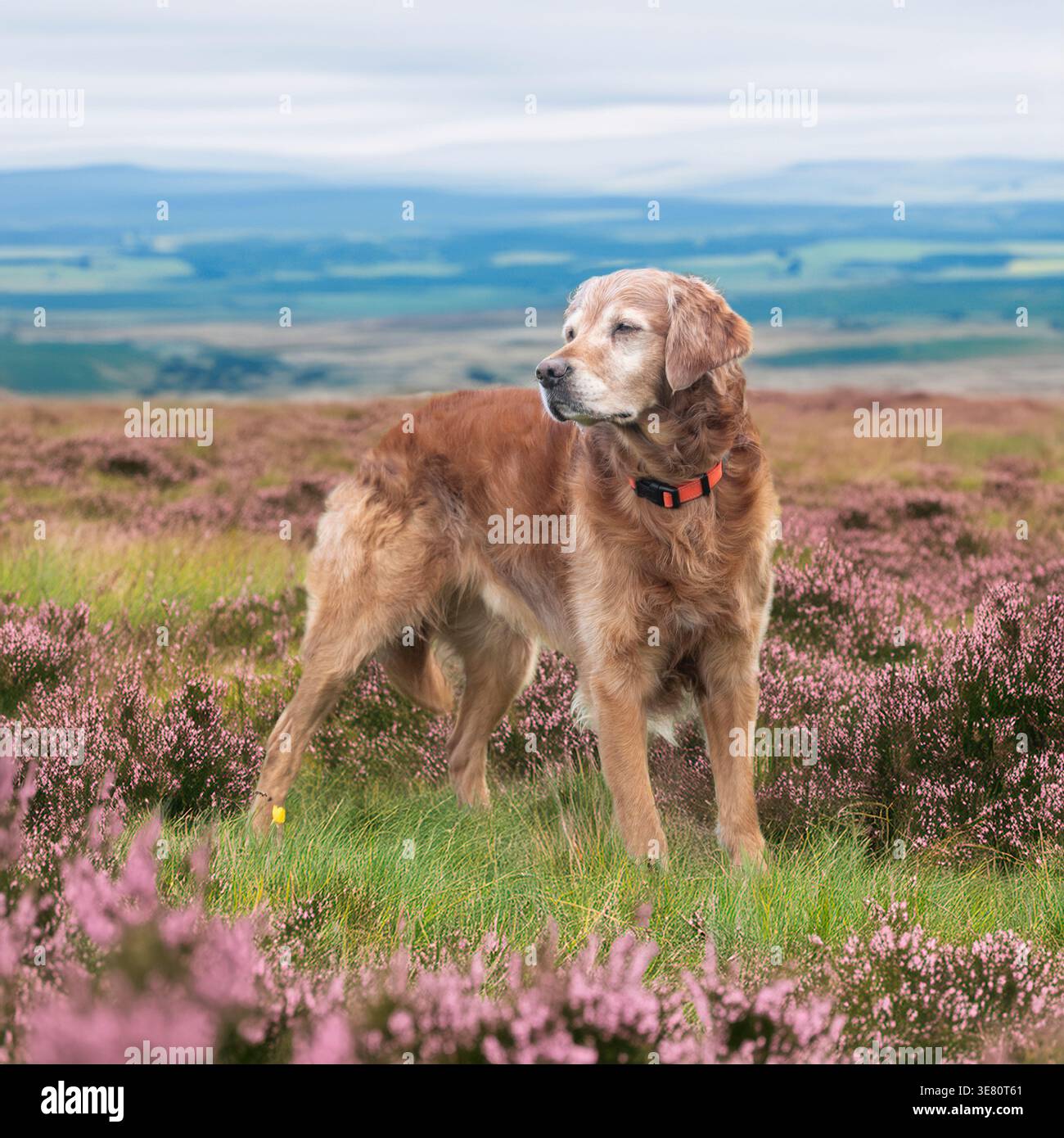 golden retriever standing on a heather clad moorland Stock Photo