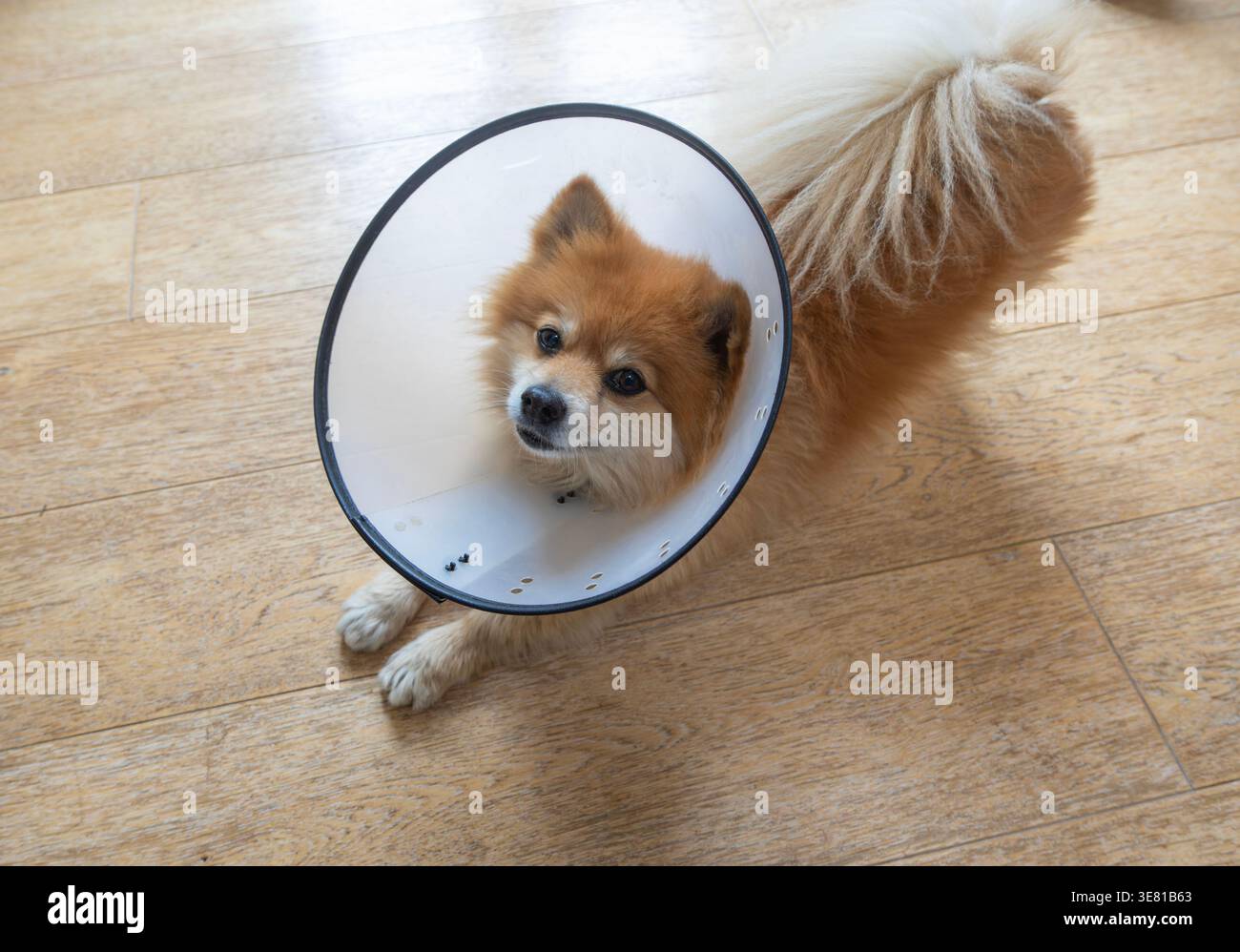 Pomeranian pet dog wearing an Elizabethan collar Stock Photo