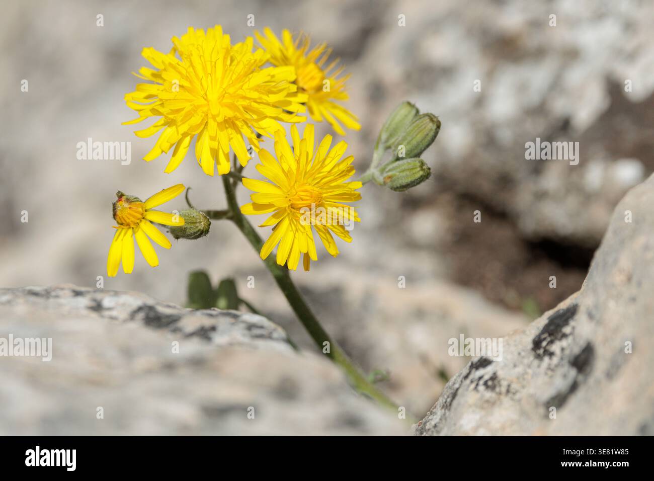 Yellow Flowers Captured with Polarizing Filter in Rock Crevice, Alcoy, Spain Stock Photo