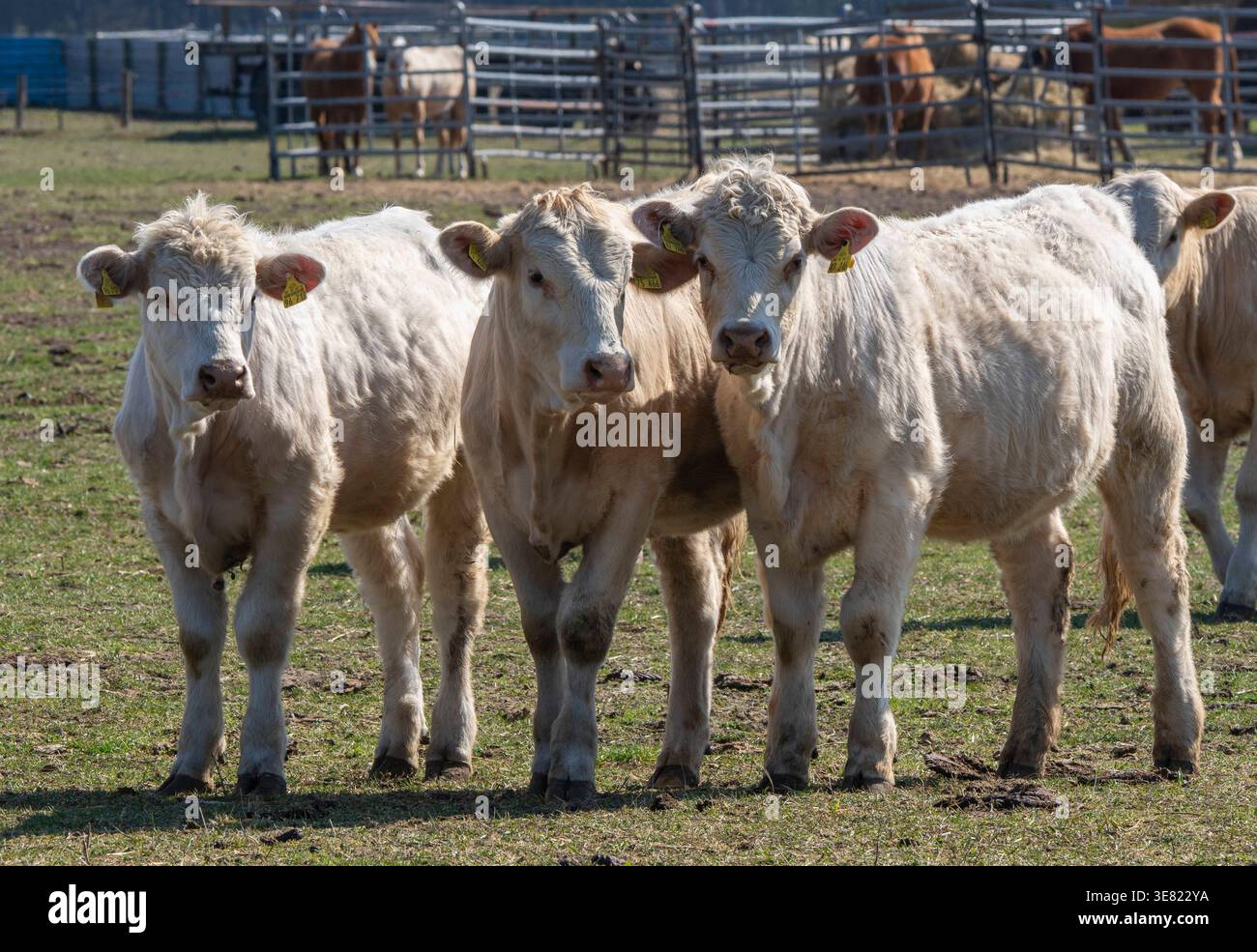 Rinder auf einer Weide bei Spreewerder Landkreis Oder-Spree. *** Cattle ...