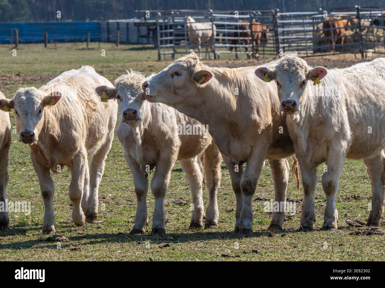 Rinder auf einer Weide bei Spreewerder Landkreis Oder-Spree. *** Cattle ...