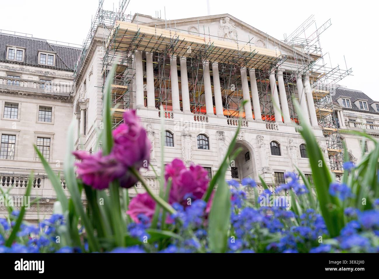 Bank of England Facade with Scaffolding and Spring Flowers in Foreground, Threadneedle Street, City of London, England, April 2026 Stock Photo