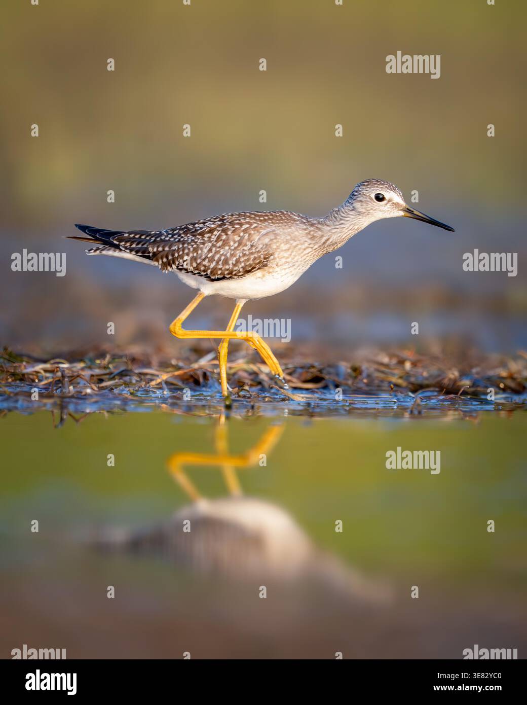 Lesser Yellowlegs at sunset Stock Photo