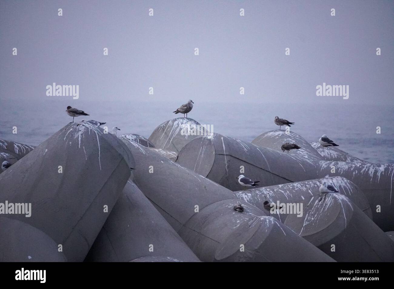 Seabirds Resting on Coastal Tetrapods in Misty Seascape Stock Photo