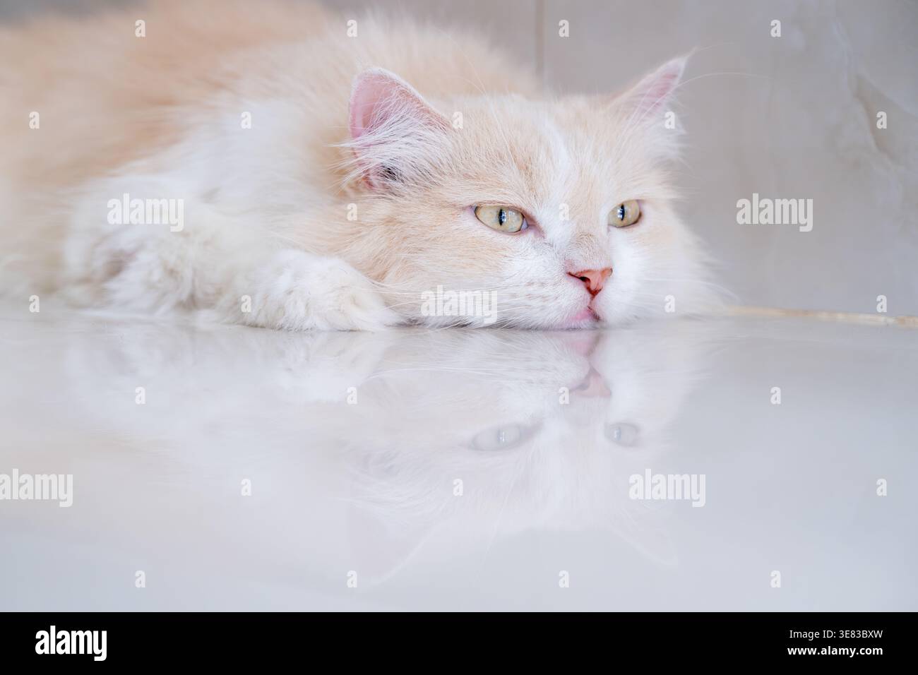 A brown and white Persian cat is sleeping on the floor. Cream Persian Cat Resting on Brown Stock Photo