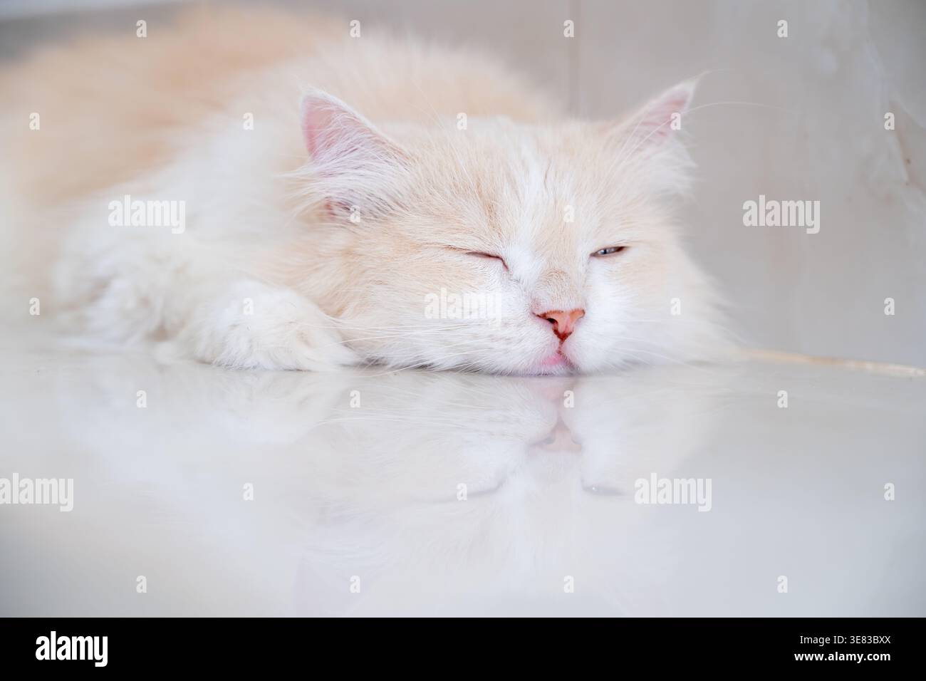 A brown and white Persian cat is sleeping on the floor. Cream Persian Cat Resting on Brown Stock Photo