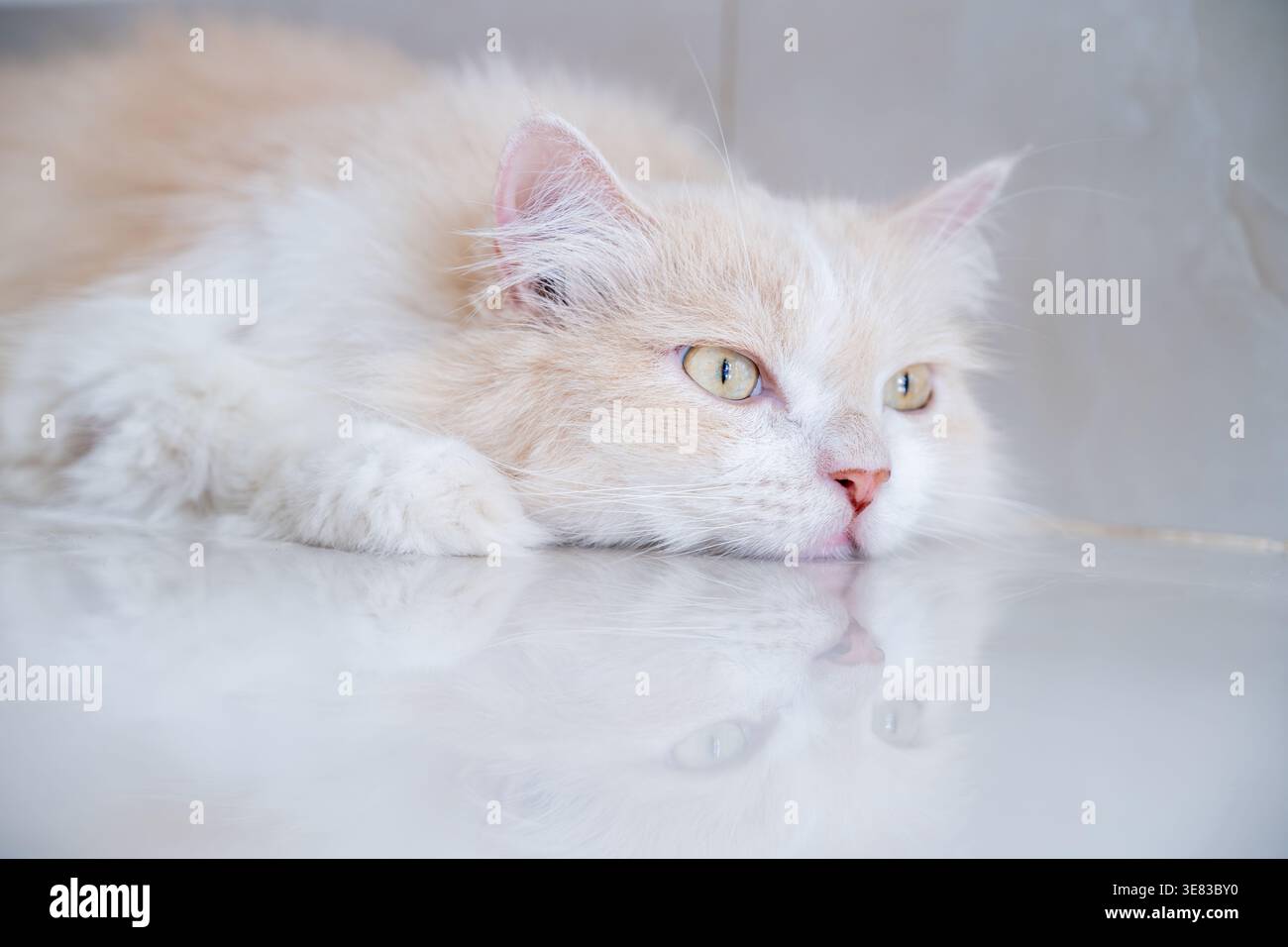 A brown and white Persian cat is sleeping on the floor. Cream Persian Cat Resting on Brown Stock Photo
