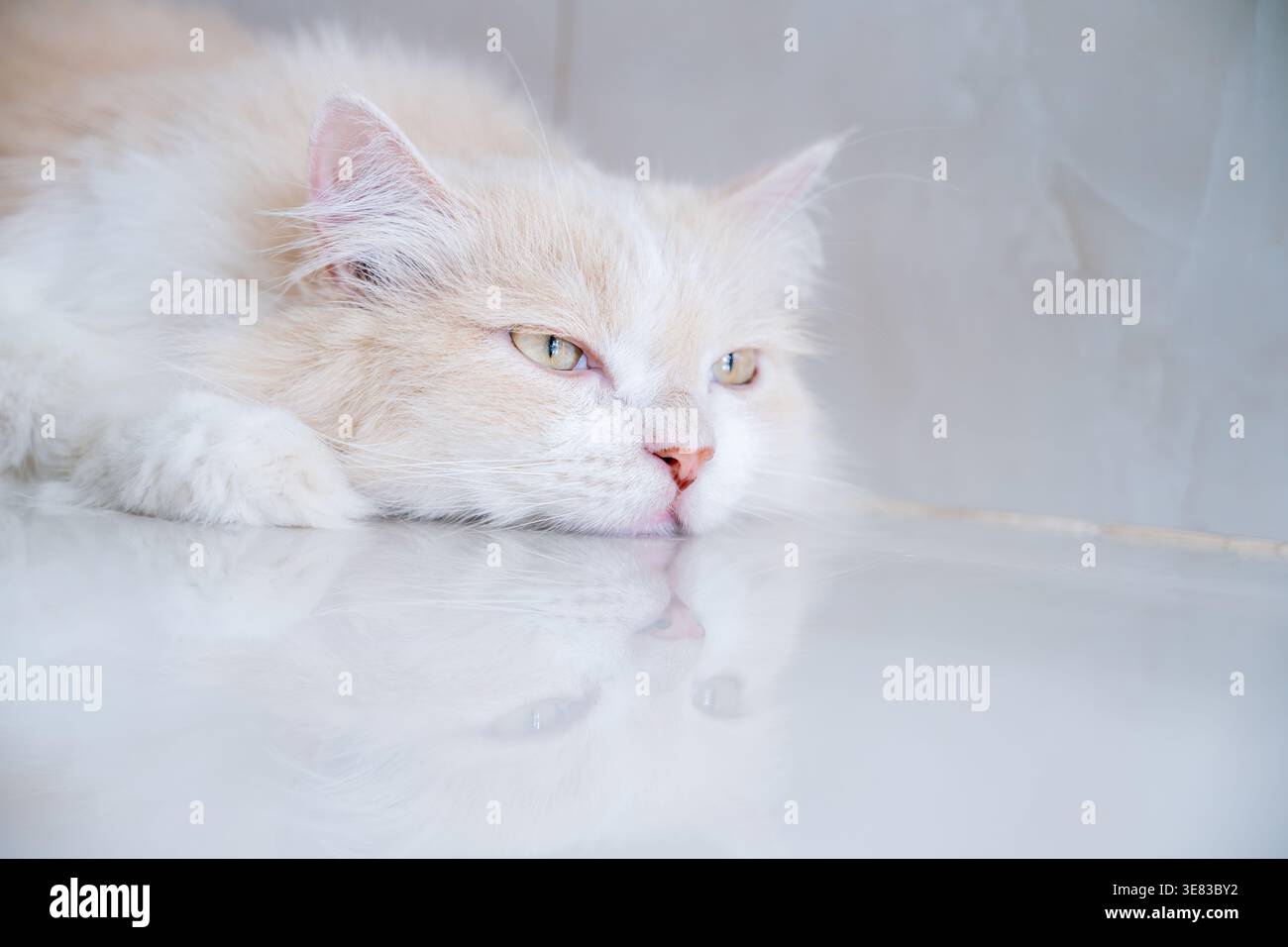 A brown and white Persian cat is sleeping on the floor. Cream Persian Cat Resting on Brown Stock Photo