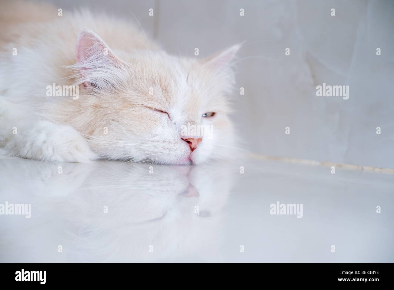 A brown and white Persian cat is sleeping on the floor. Cream Persian Cat Resting on Brown Stock Photo