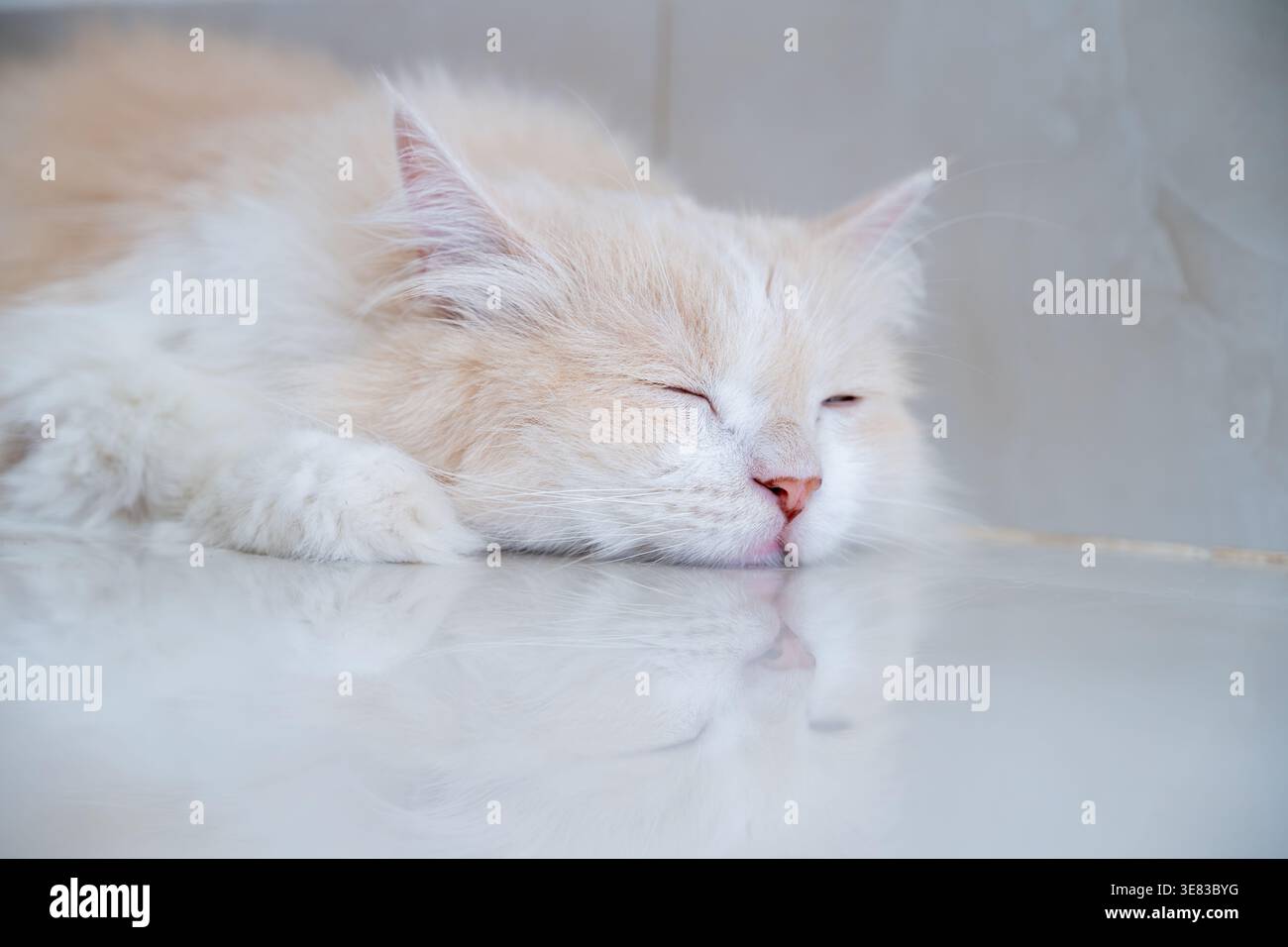 A brown and white Persian cat is sleeping on the floor. Cream Persian Cat Resting on Brown Stock Photo