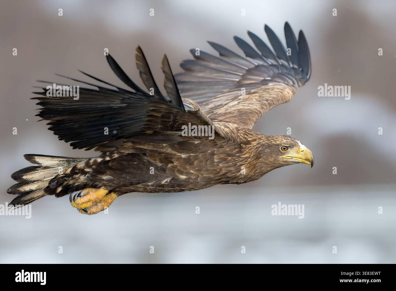 White tailed eagle close up in flight Stock Photo