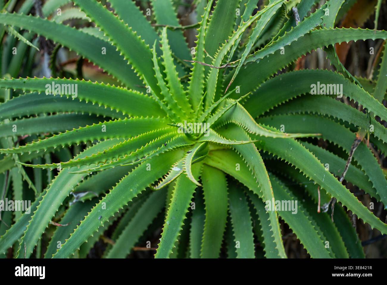 Aloe vera spiky leaves succulent hi-res stock photography and images - Alamy