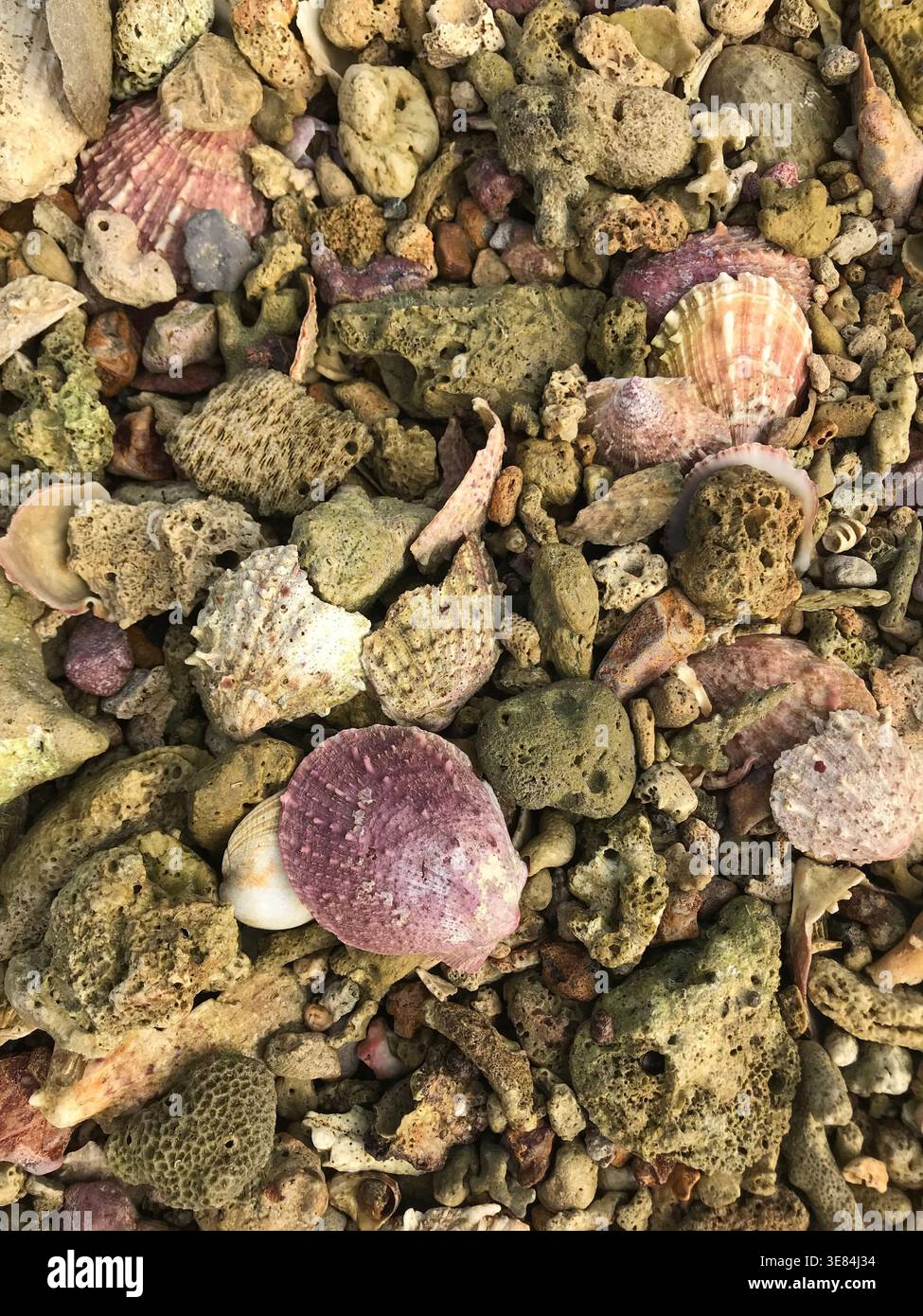 Shells of different types found on a beach Stock Photo