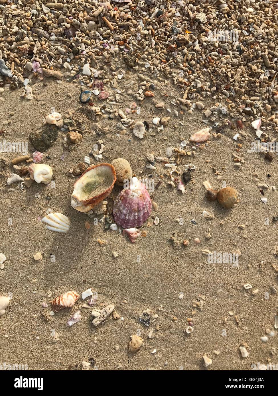 Shells of different types found on a beach Stock Photo
