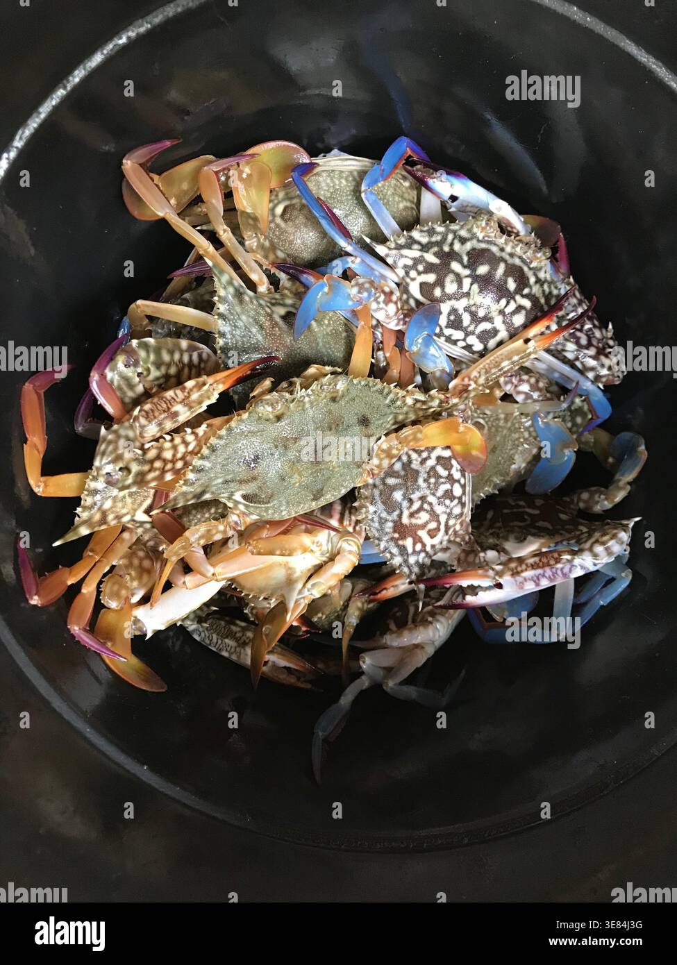 Crabs Anatomy Hi res Stock Photography And Images Alamy Crabs Anatomy Hi res Stock Photography And Images Alamy