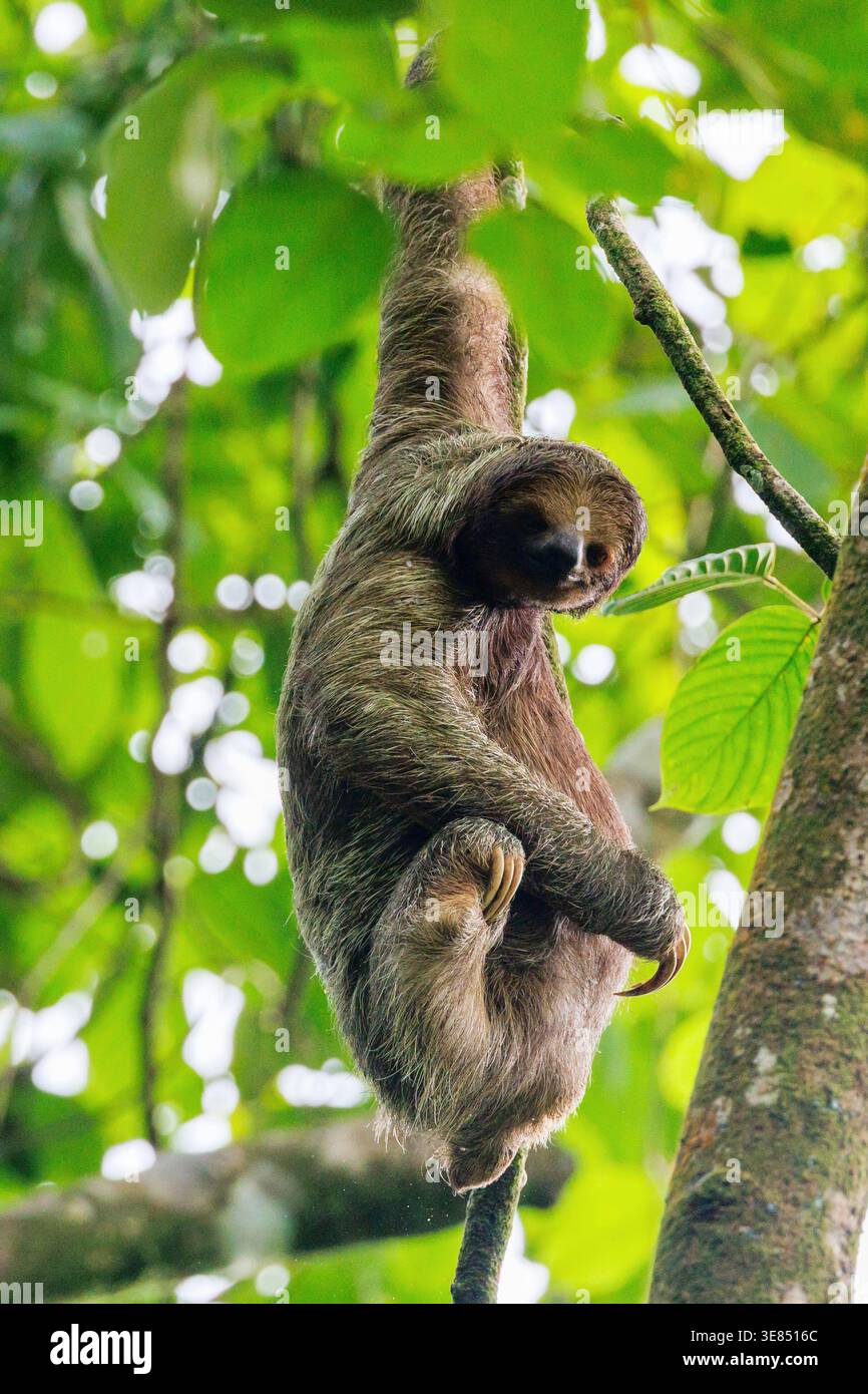 Sloth In Rainforest Three-toed sloth hanging from a tree branch in lush tropical rainforest ...