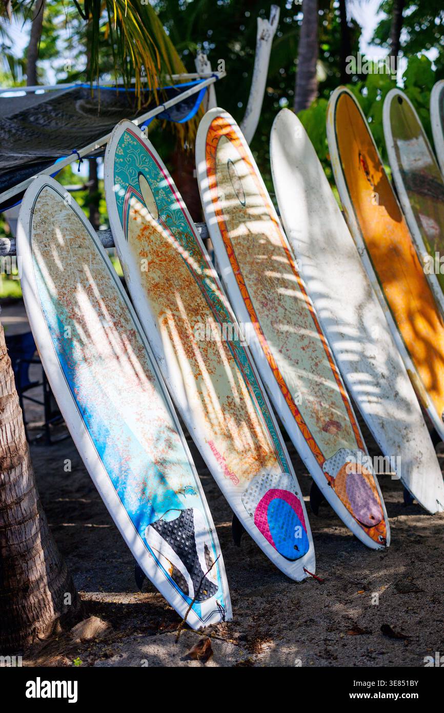 Surfboards palm trees on hi-res stock photography and images - Alamy