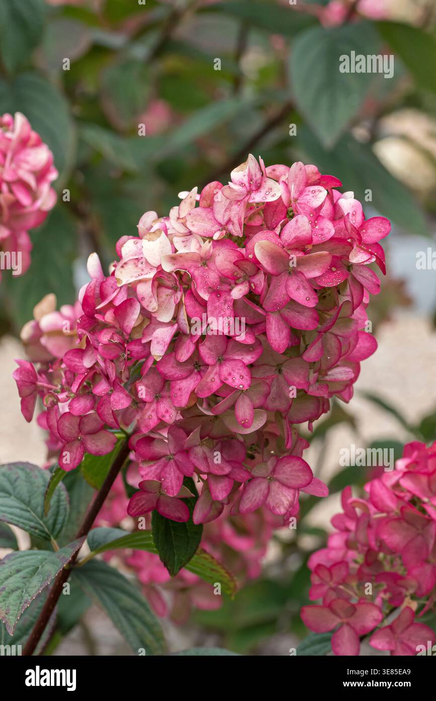 Rispen-Hortensie (Hydrangea paniculata FIRE LIGHT) Stock Photo