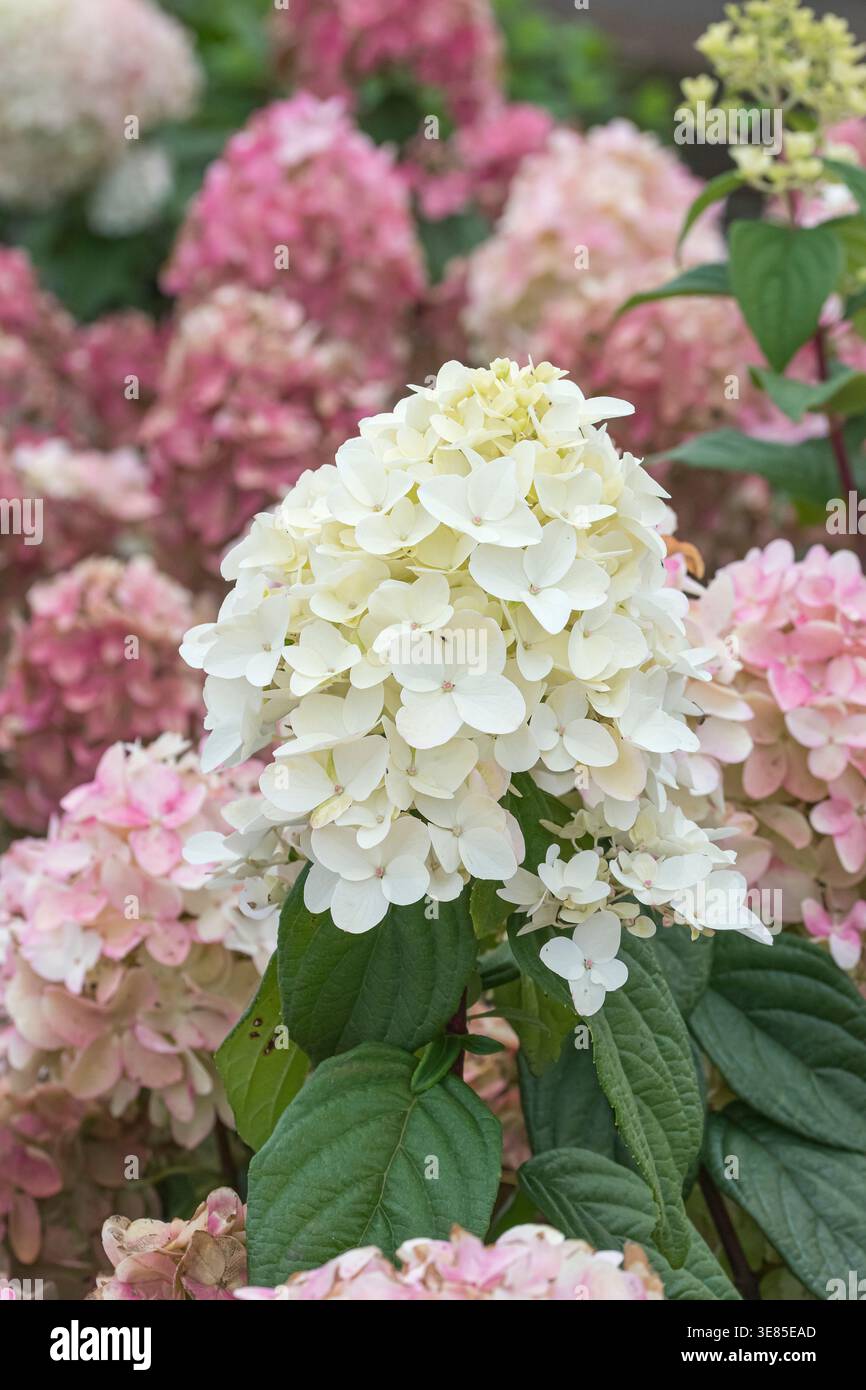 Rispen-Hortensie (Hydrangea paniculata FIRE LIGHT) Stock Photo