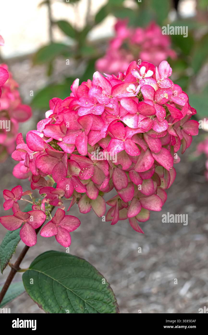 Rispen-Hortensie (Hydrangea paniculata FIRE LIGHT) Stock Photo