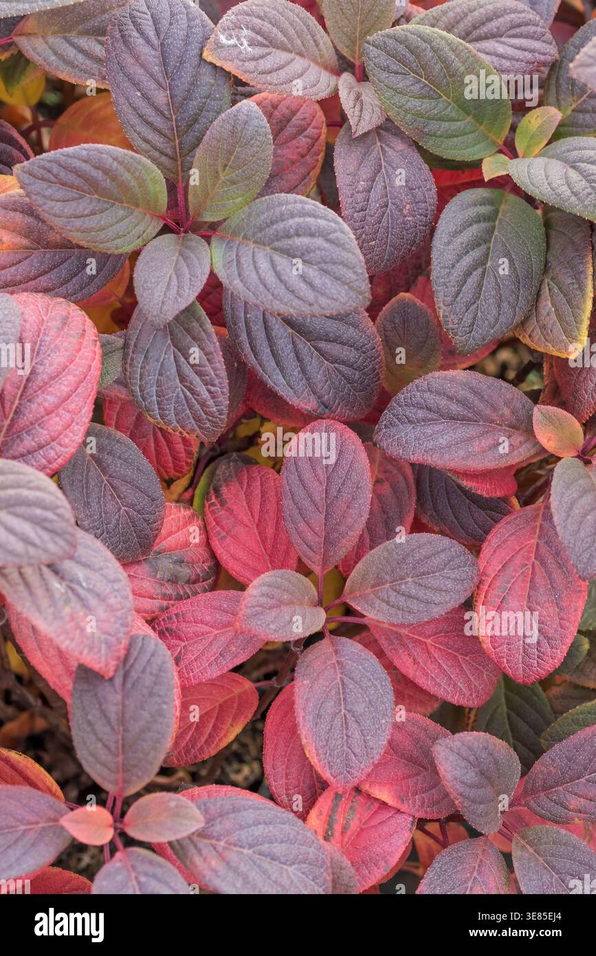 Rispen-Hortensie (Hydrangea paniculata LITTLE QUICK FIRE) Stock Photo