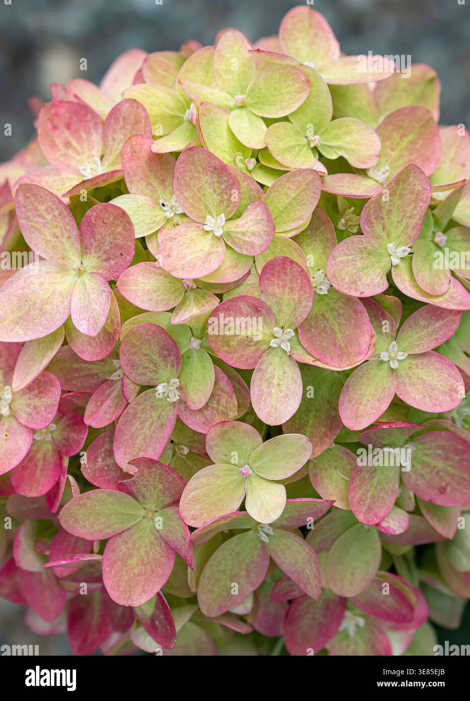Rispen-Hortensie (Hydrangea paniculata LITTLE LIME) Stock Photo