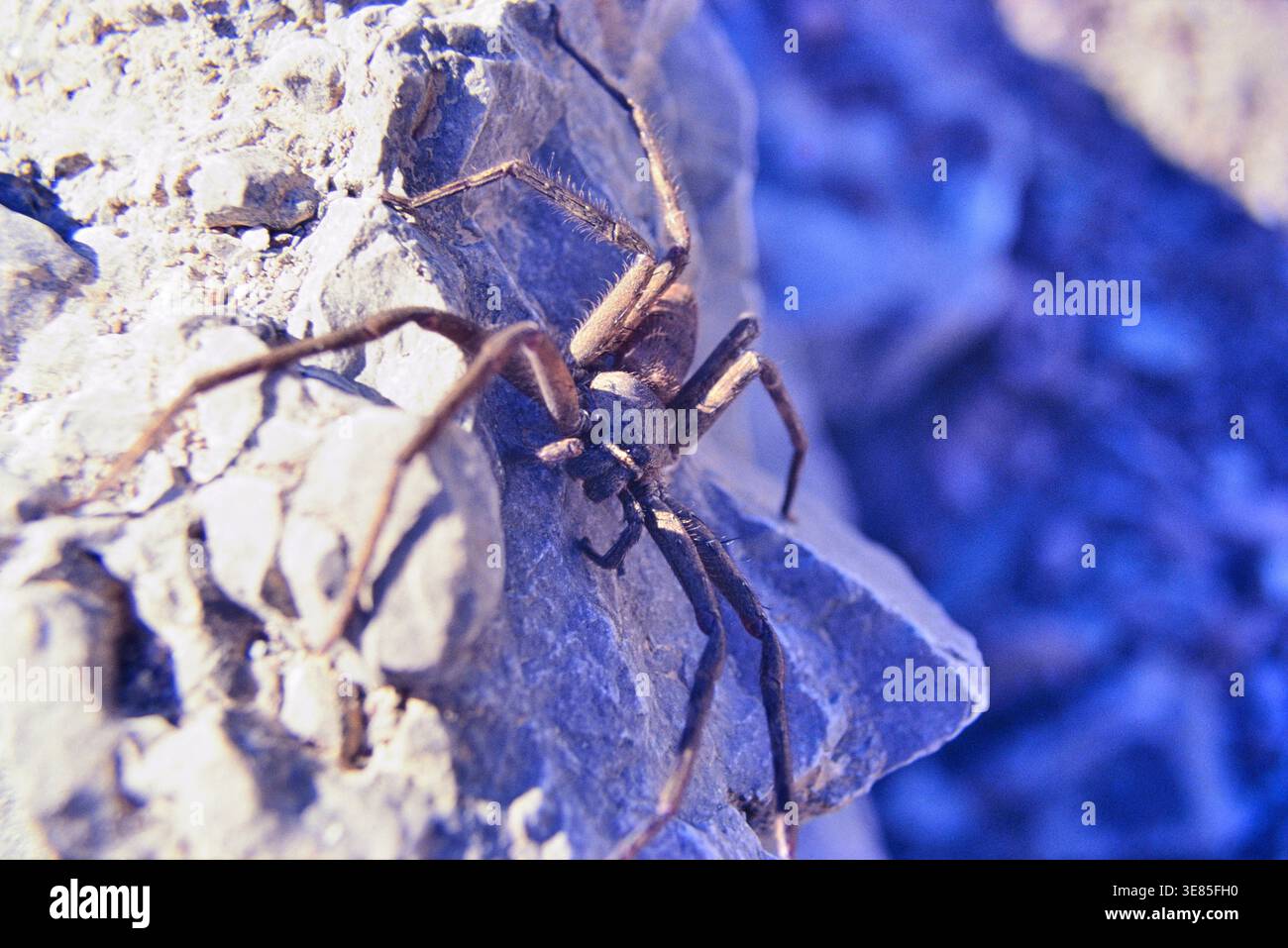Indoneia, Savu. Giant crab spider (Heteropoda venatoria). Kodak Elite ...