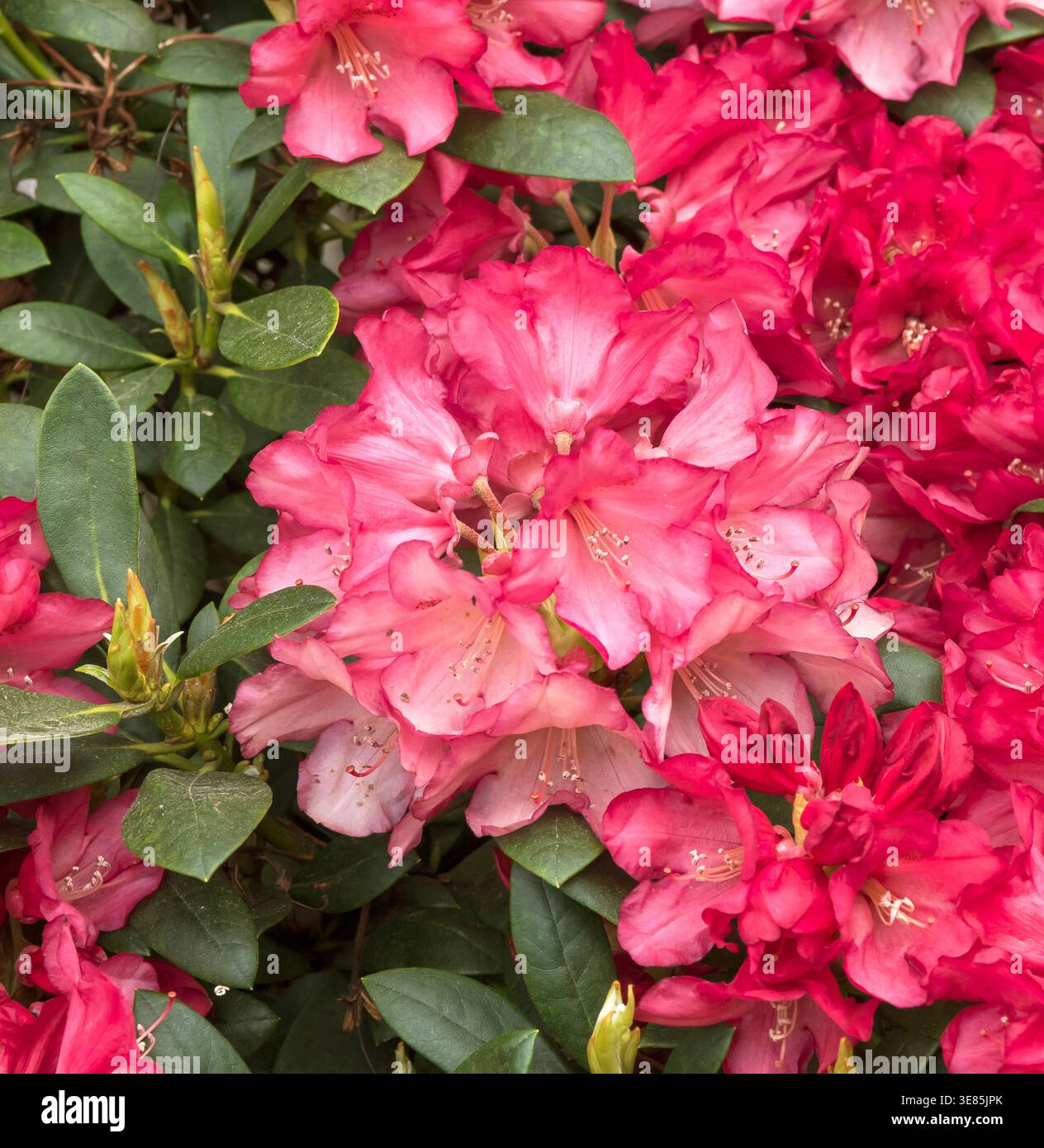Rhododendron (Rhododendron 'Park Bremen' Stock Photo - Alamy