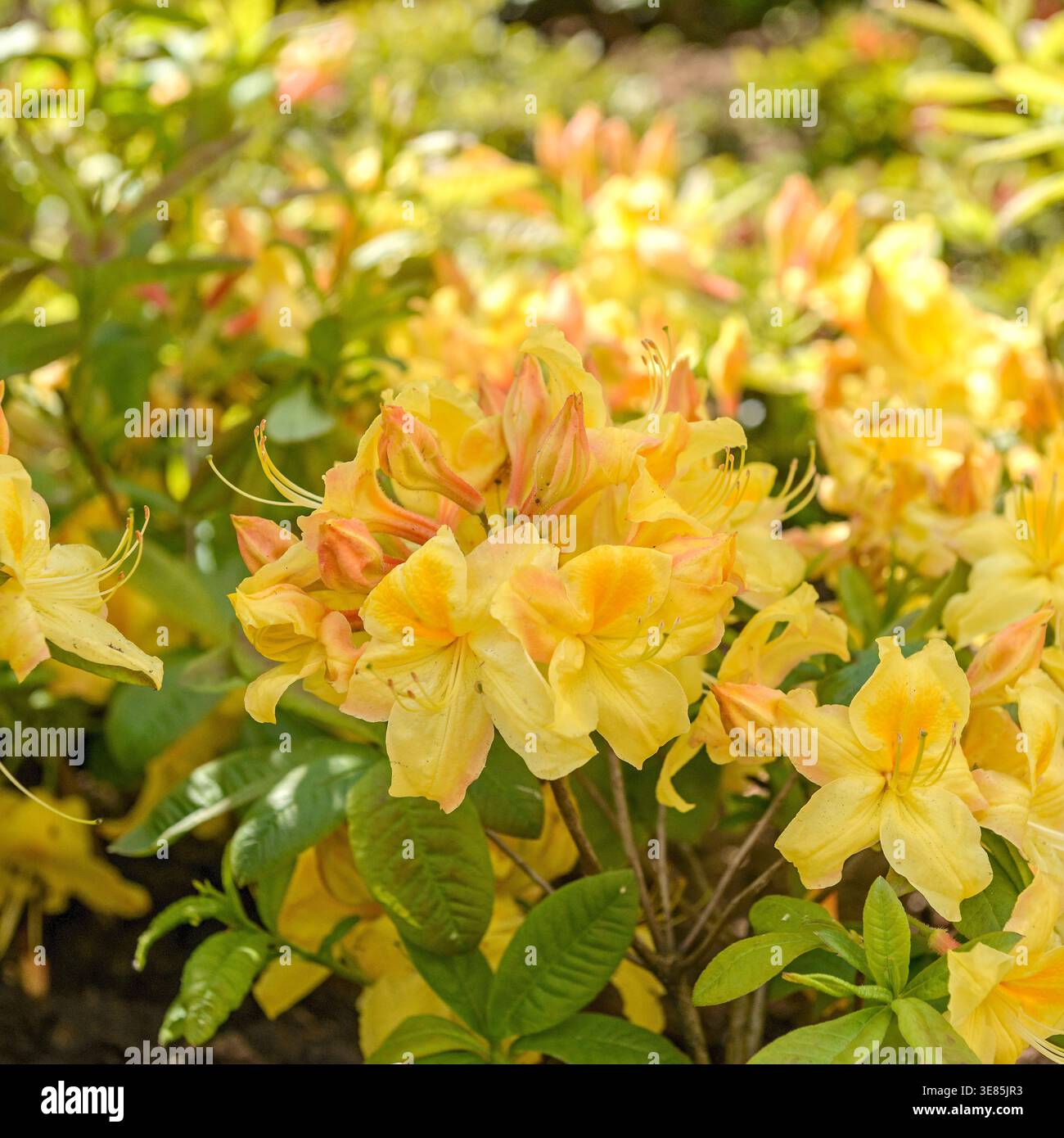Rhododendron golden sunset hi-res stock photography and images - Alamy
