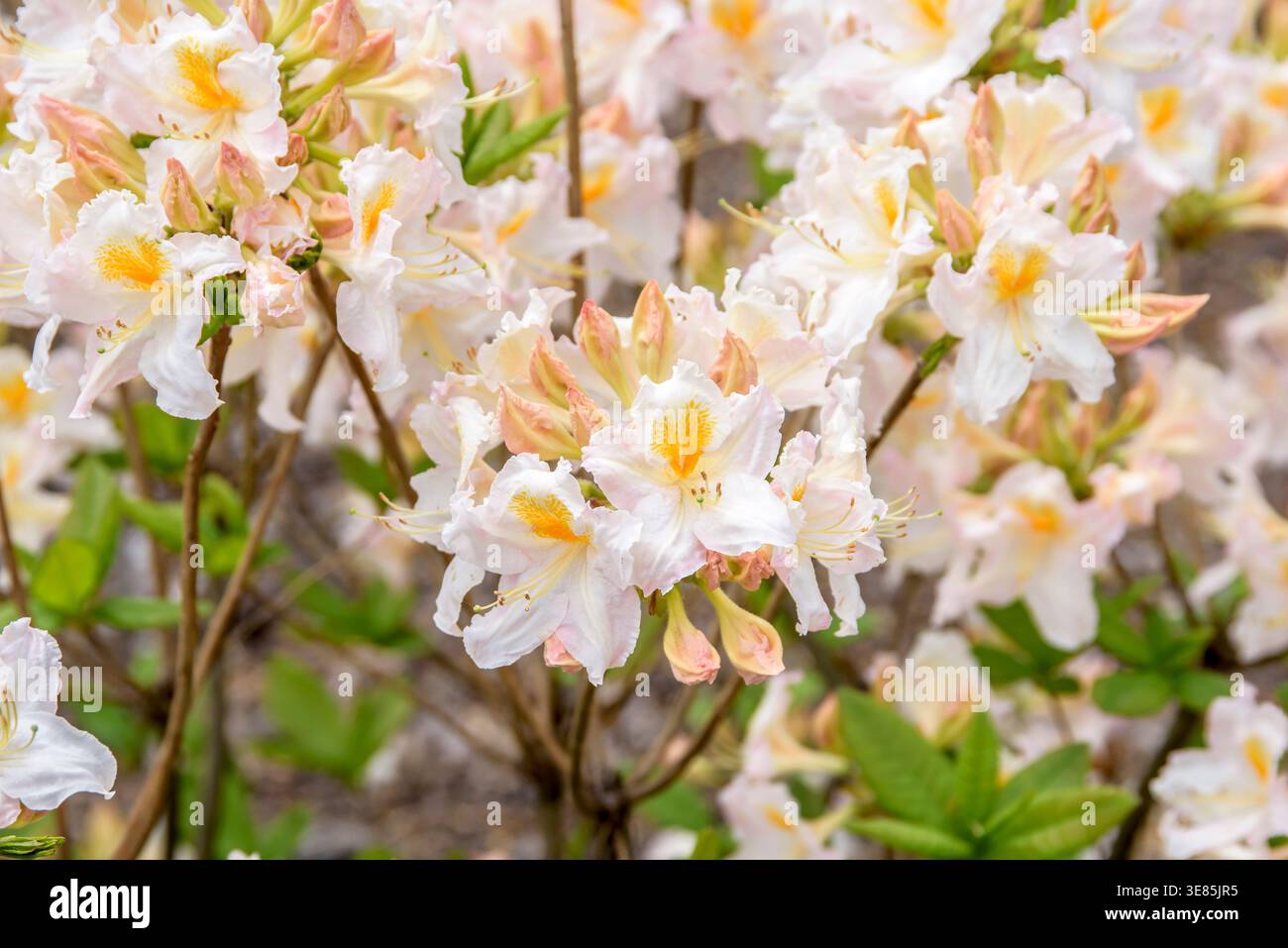 Knap Hill Azalea (Rhododendron 'Mve' Stock Photo - Alamy