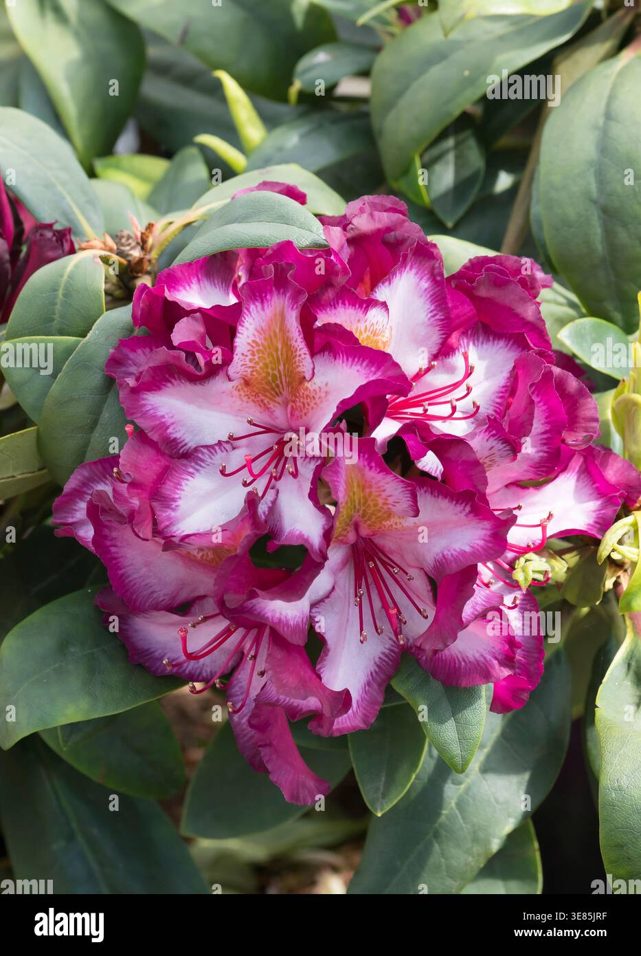 Rhododendron (Rhododendron 'Pushy Purple' Stock Photo - Alamy