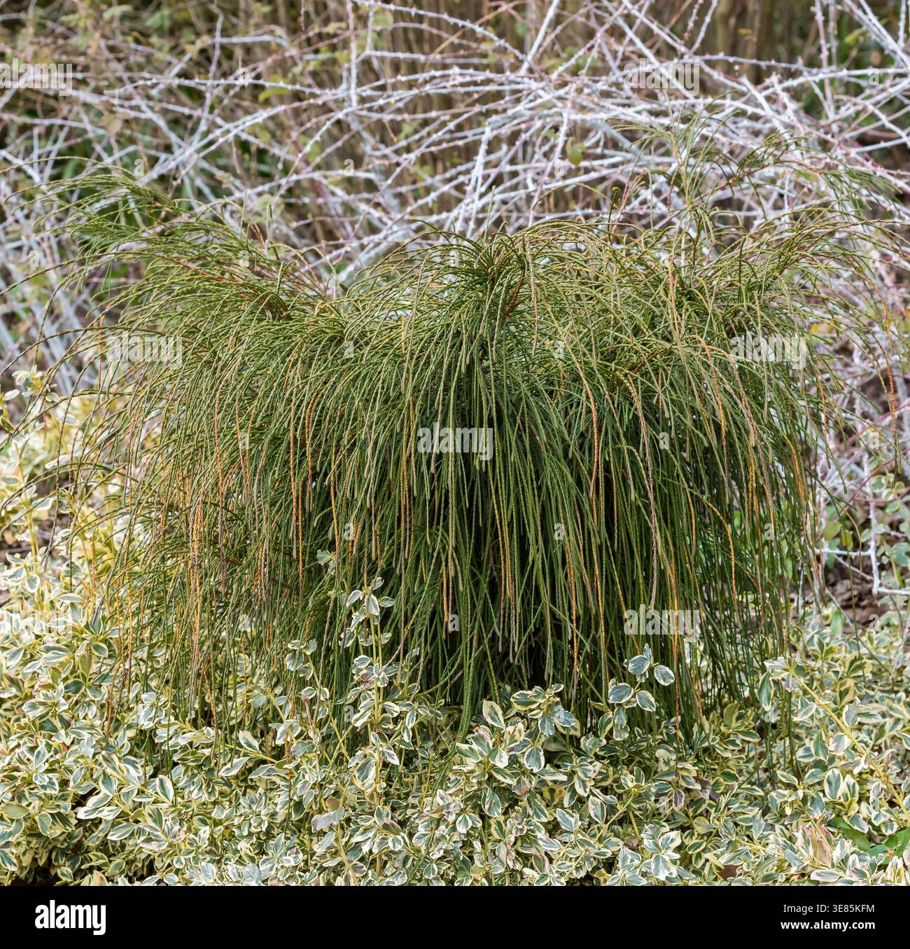Thuja plicata whipcord hi-res stock photography and images - Alamy