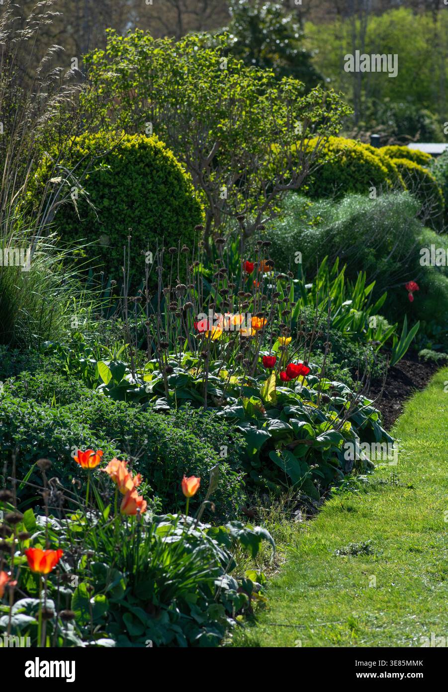 Landscaped garden border, with orange and red tulips and formal boxwood topiary shrubs, springtime, England. Stock Photo