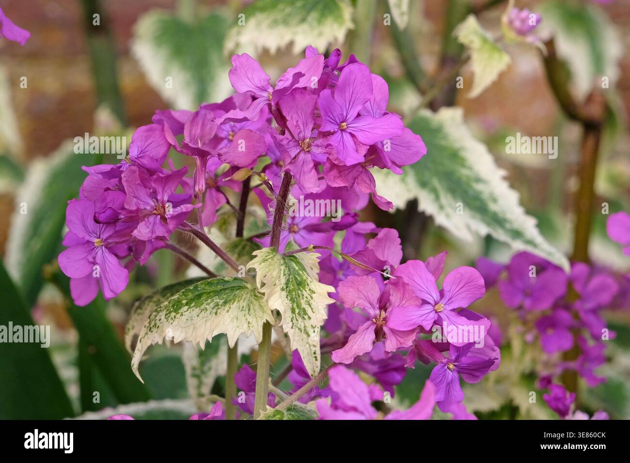 künstliche blüten kaufen Künstliche Kirschblüte 180 cm Rosa günstig online kaufen main image 0