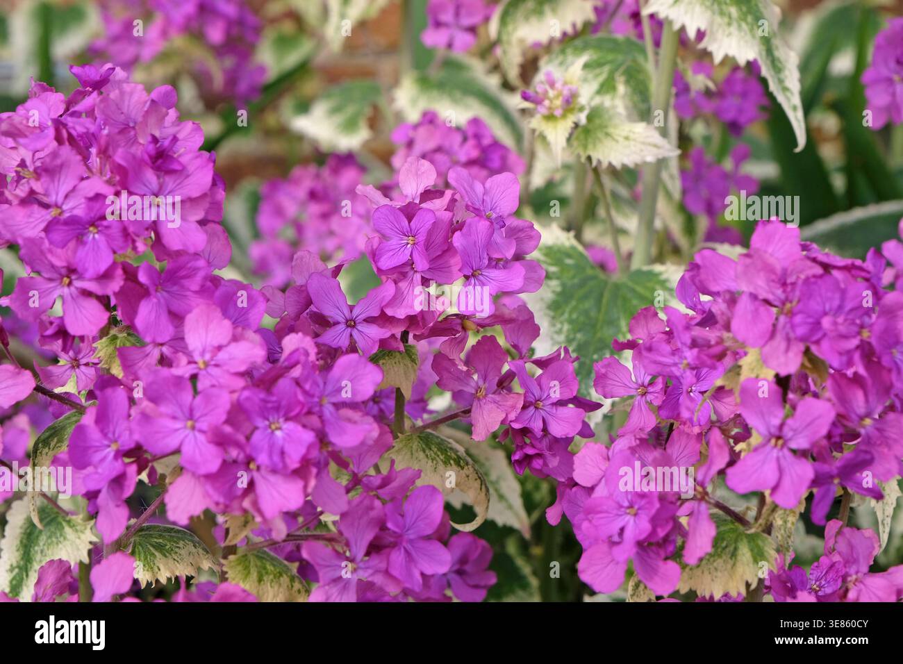 Lunaria annua variegata hi-res stock photography and images - Alamy