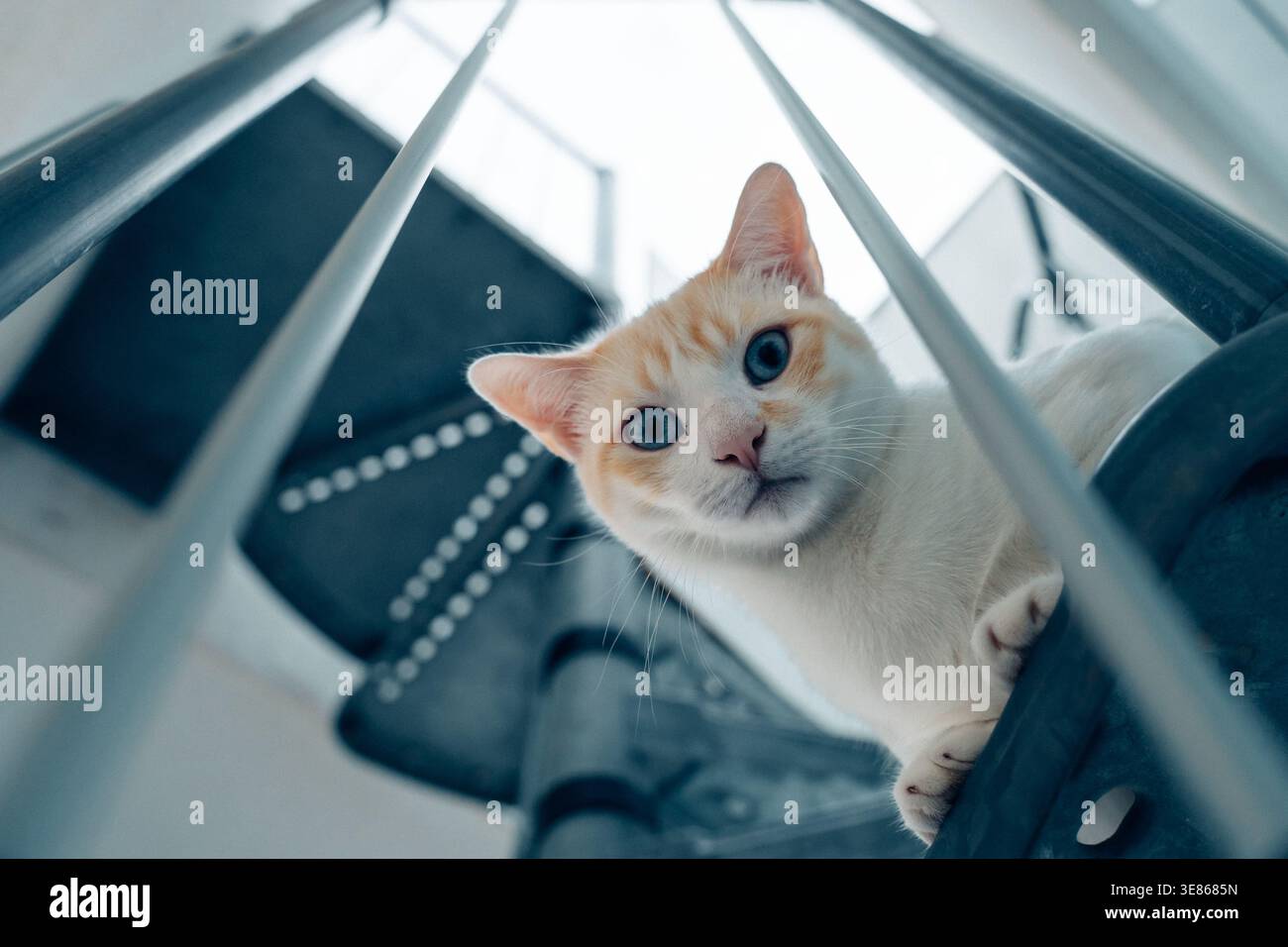 Curious white and ginger cat peeks through modern staircase railing indoors, looking down toward the camera in a bright home setting, showing playful Stock Photo