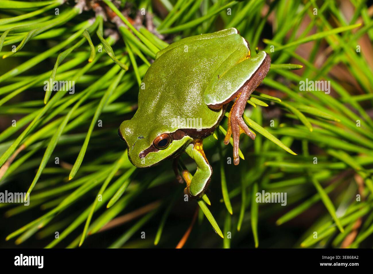 Pine Barrens treefrog photographed at night in New Jersey Pine Barrens, USA. Near threatened amphibian clinging to pitch pine needles in its natural h Stock Photo