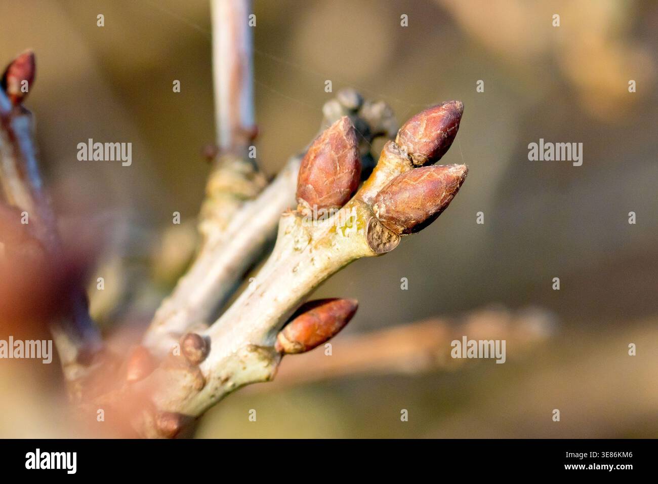 Spring budding oak tree hi-res stock photography and images - Alamy