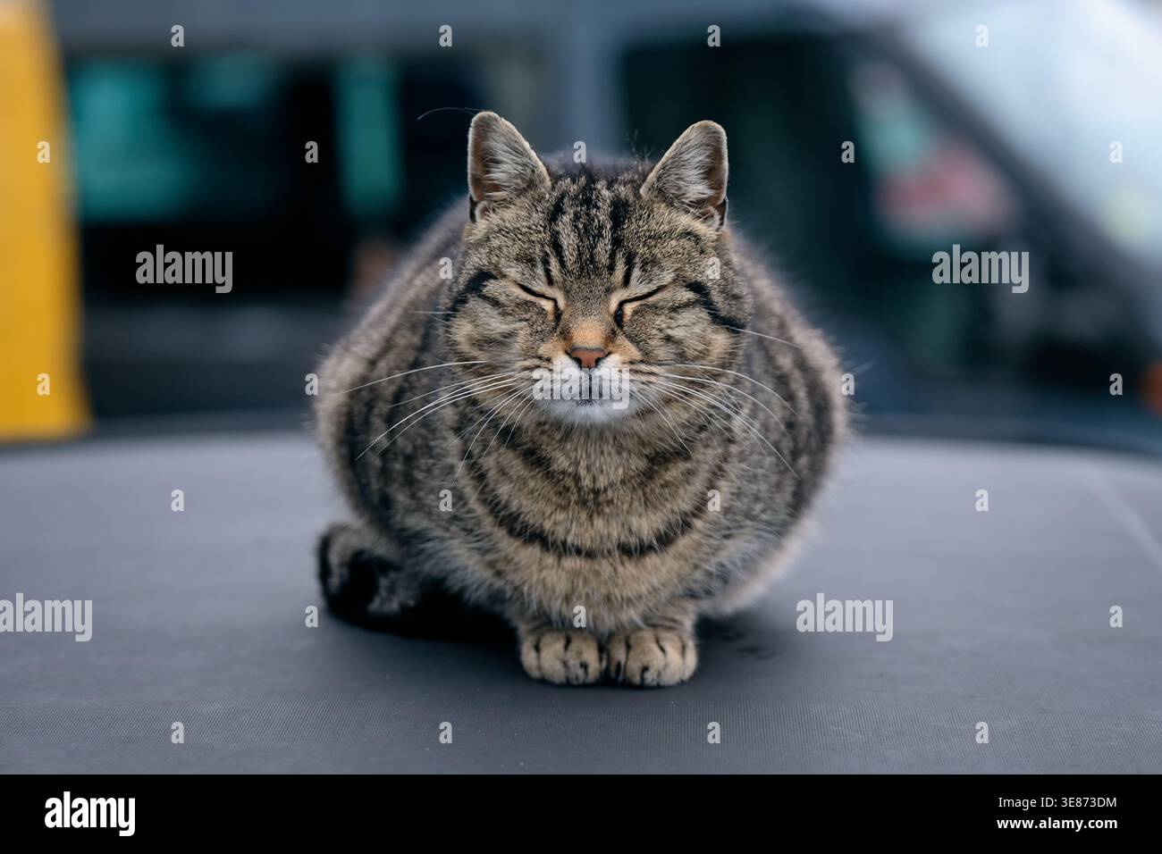 Cute relaxed cat sits on the car roof. Horizontal image with selectve focus. Stock Photo