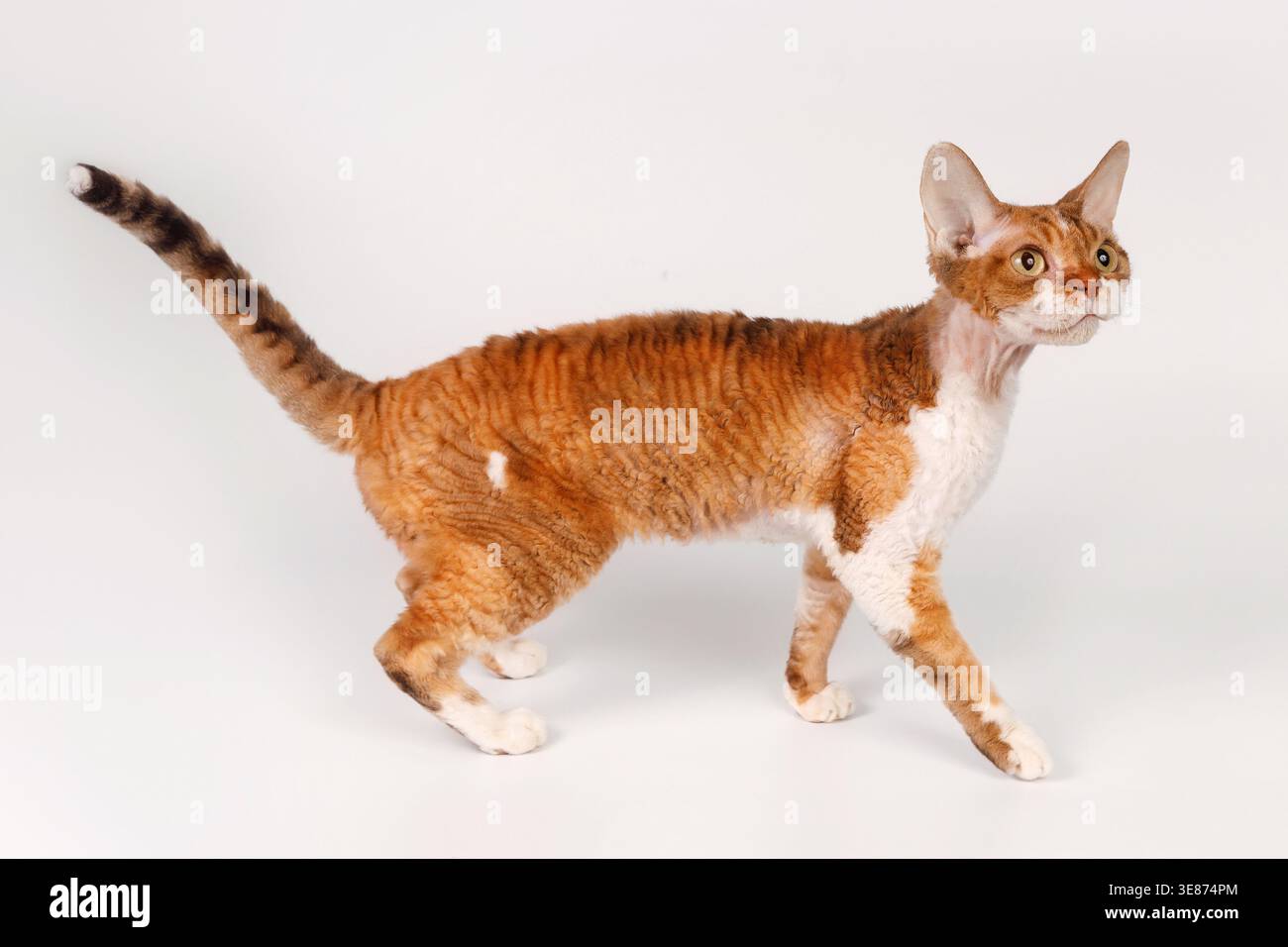 Devon Rex cat walking on white background, ginger tabby and white bicolor coat. Stock Photo