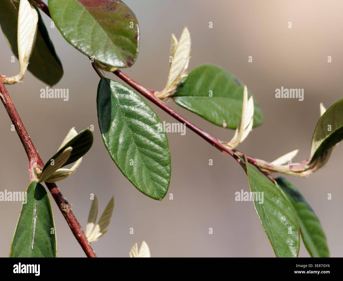 Sp Branch Cotoneaster (Cotoneaster sp.) branch with glossy green leaves and new ...