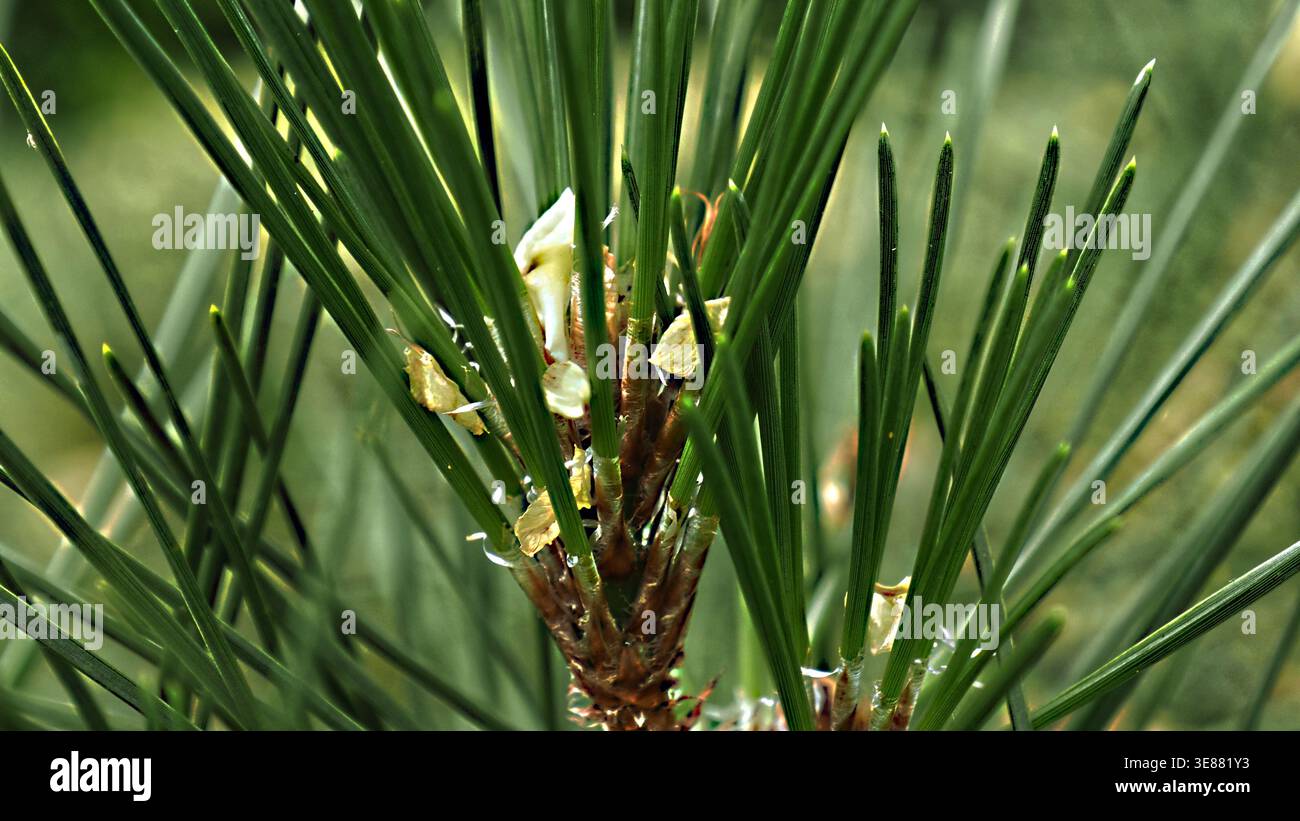 Blossoms rest in the spikes of a conifer Stock Photo