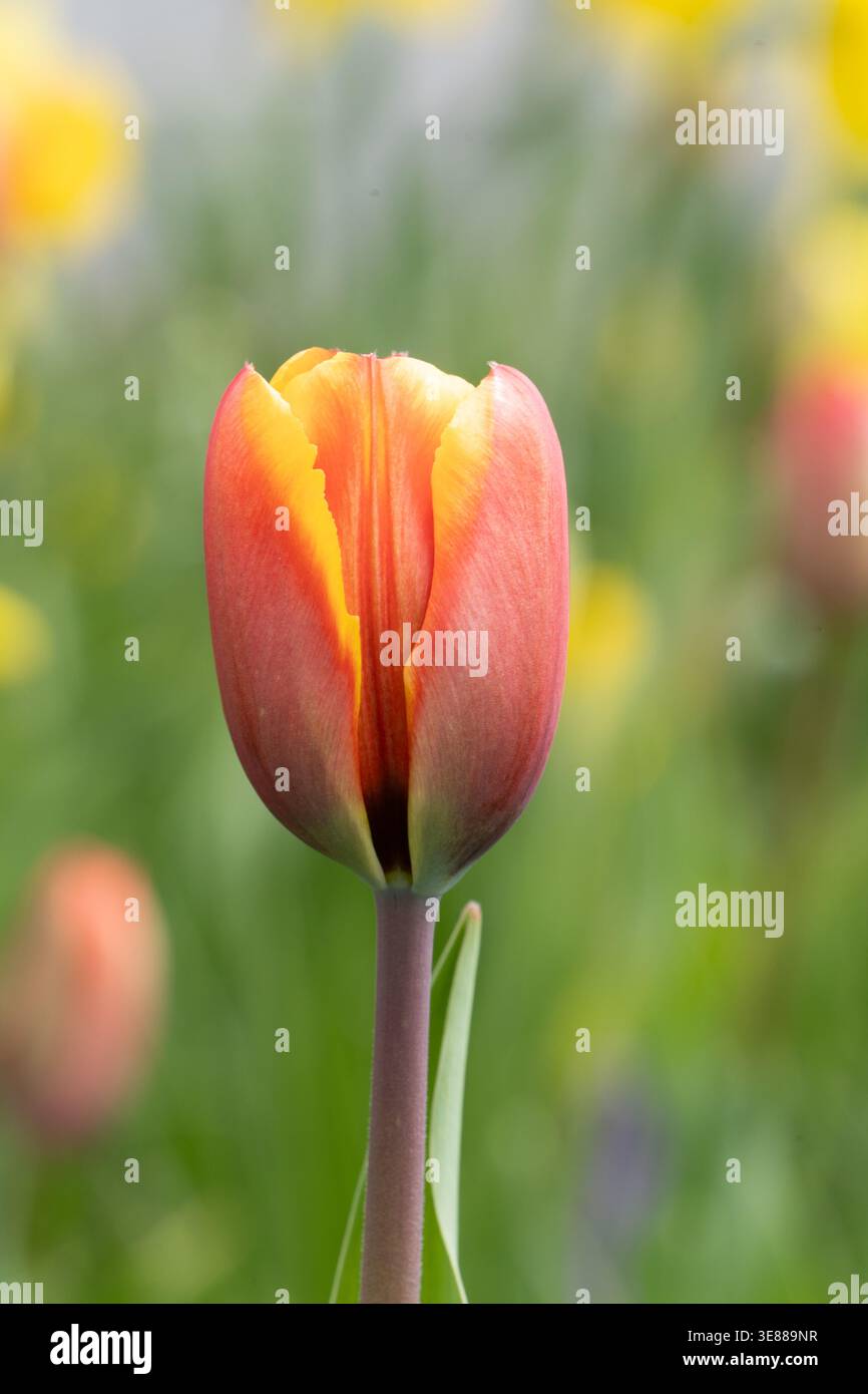 Beautiful red and yellow tulip in full bloom with a soft blurred ...