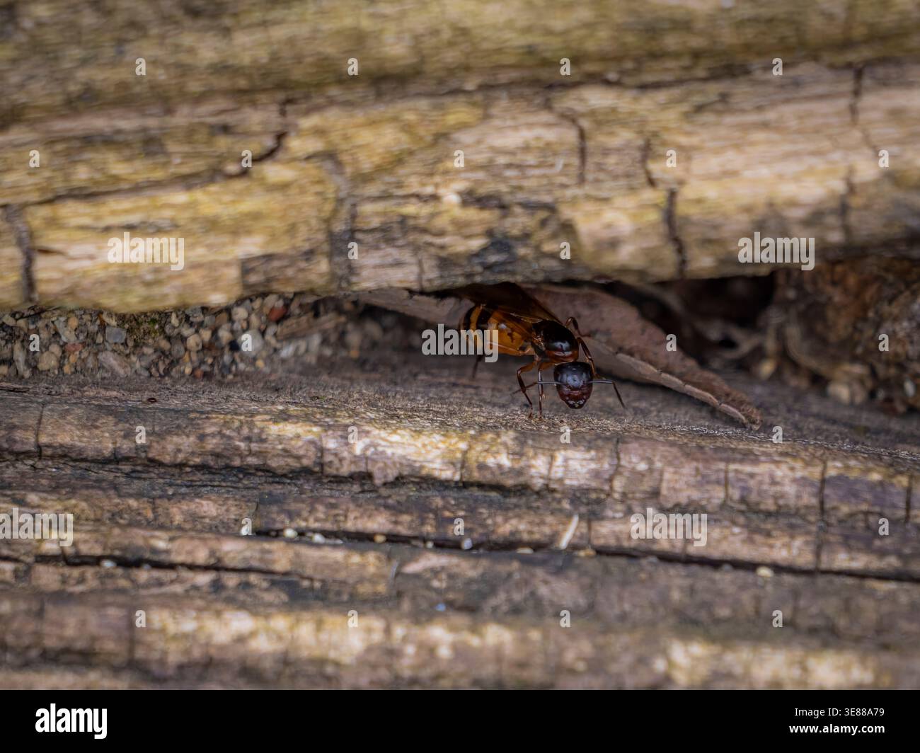 Detailed macro photograph of a queen carpenter ant with wings crawling through a narrow crevice in weathered wood bark Stock Photo