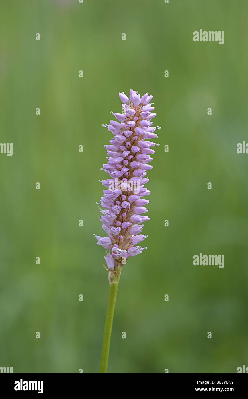 German knotweed hi-res stock photography and images - Alamy