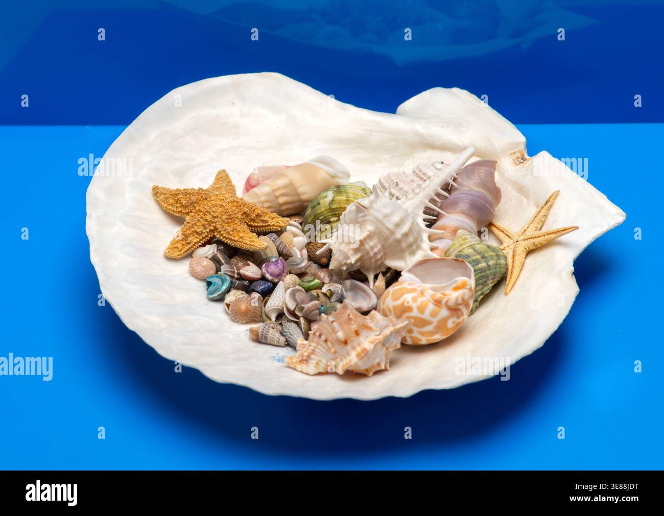 Shell beach tropical scene. Summer marine shell background. Minimal isolated shell composition. Decorative texture shell concept. Stock Photo