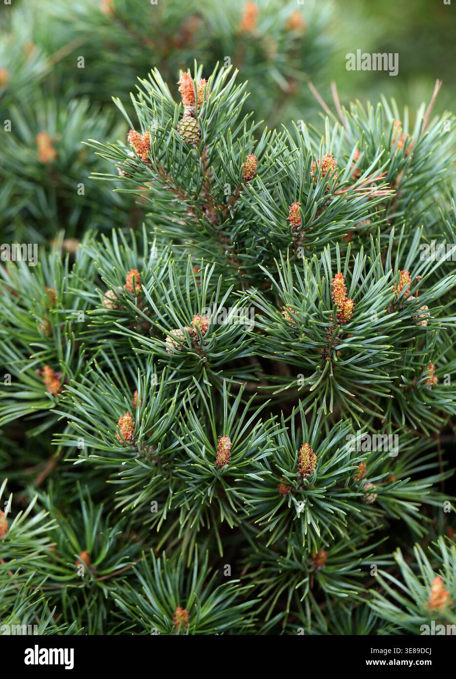 Scots Pine, Scotch Pine, Baltic Pine or European Red Pine, Pinus sylvestris "Beuvronensis", Pinaceae. UK. Pinus sylvestris is a species of tree. Stock Photo