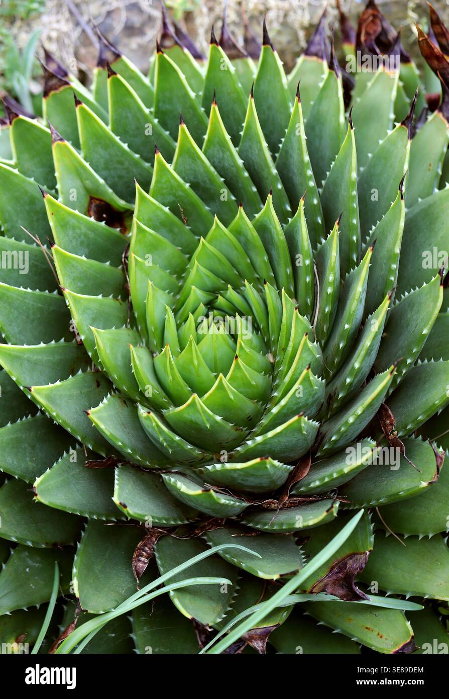 Plant leaves spiral succulent hi-res stock photography and images - Alamy